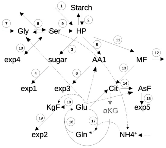 Metabolic Model